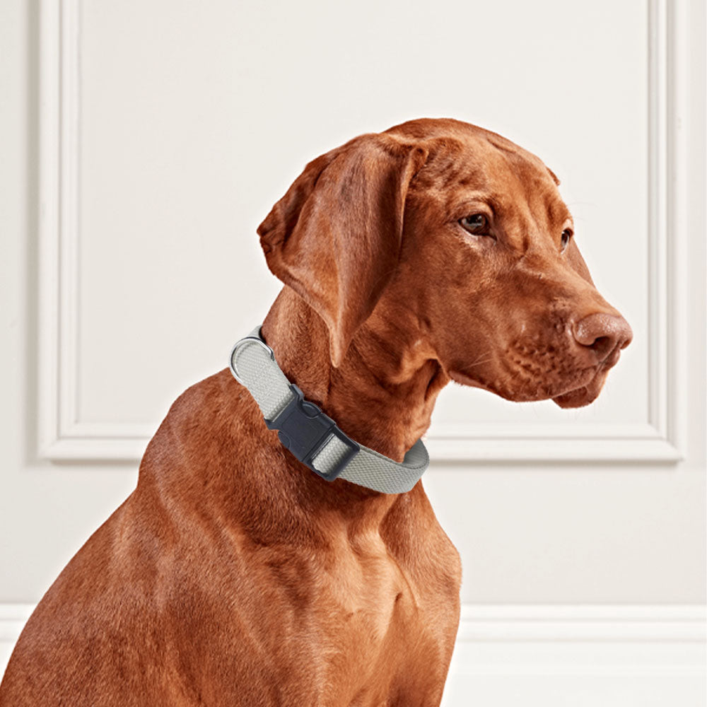 Collar para perro ajustable con clip para correa - Tamaño pequeño a mediano