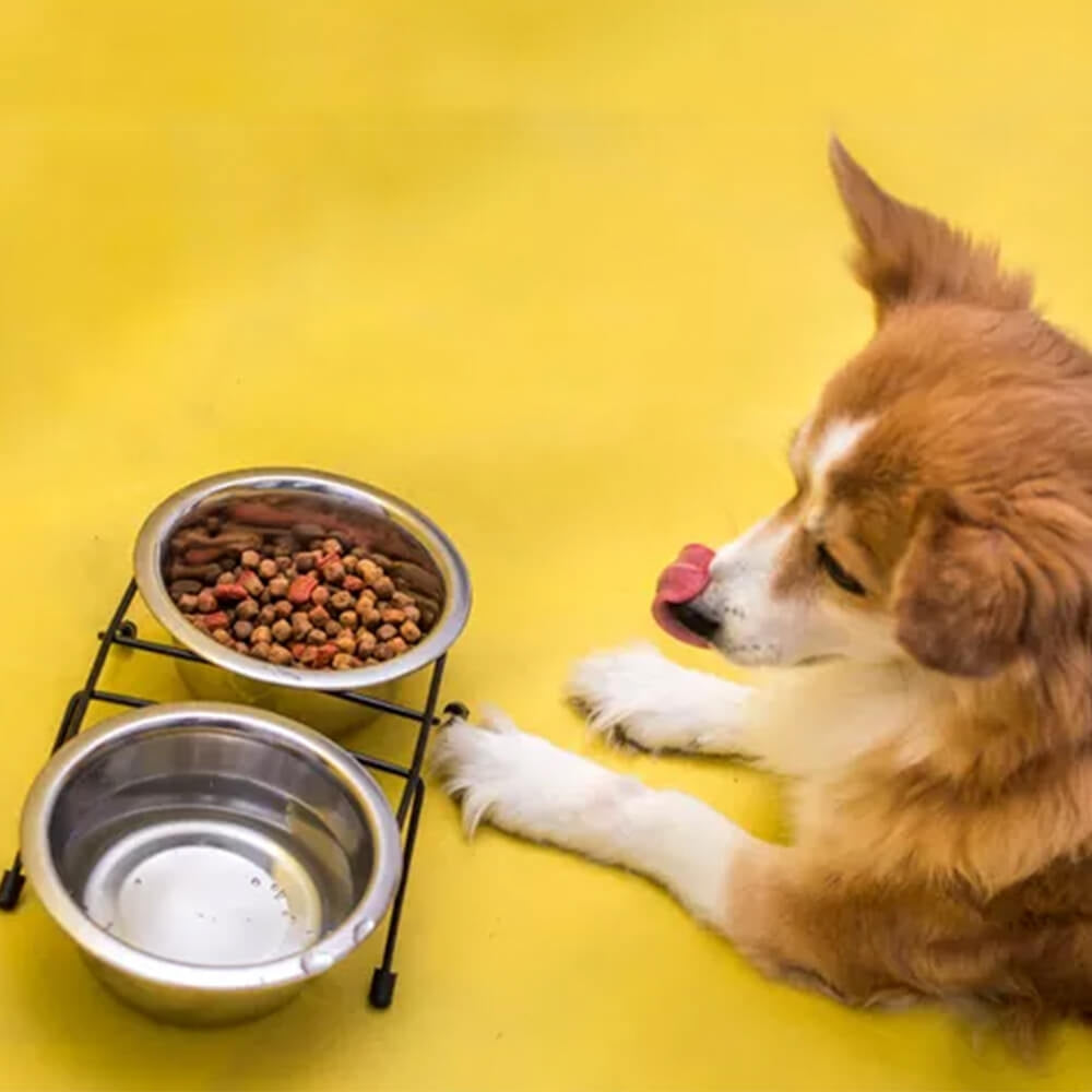 Pet Bowls on Stand - Set of 3 Pieces - Stainless Steel