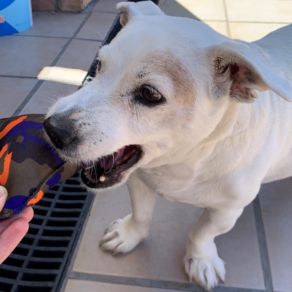 Kauspielzeug für Hunde mit Quietscher